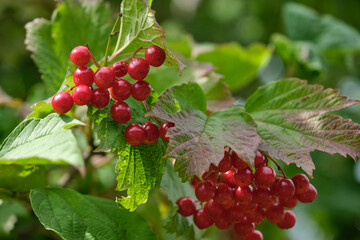 tasty berries on the branch