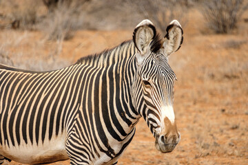 Obraz na płótnie Canvas close up of zebra