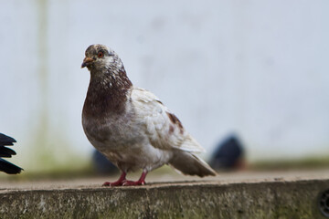 Pigeons sit on the bridge in the city of Kaliningrad.