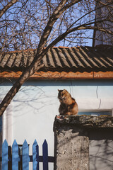 The cat sits on the fence against the background of the house