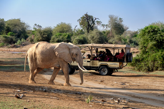 Elephant walking past safari vehicle