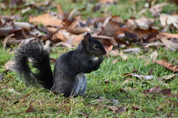 Naklejka na ściany i meble Black squirrel in the park