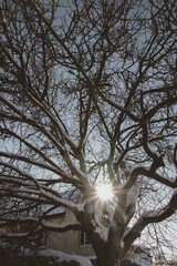 Sunbeam through the trees