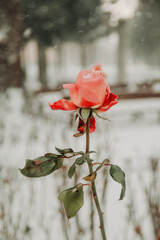 Red rose in the snow