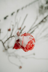 Red rose in the snow