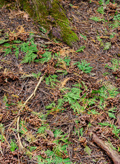 621-43 Cedar Forest Floor