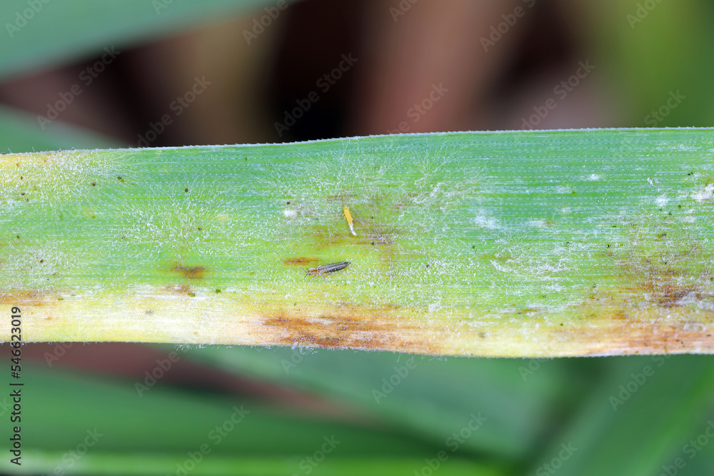 Poster thrips larvae on feeding-damaged flag leaf of spring barley.