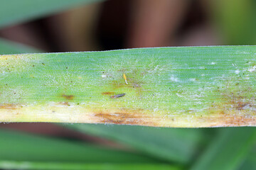 thrips larvae on feeding-damaged flag leaf of spring barley.