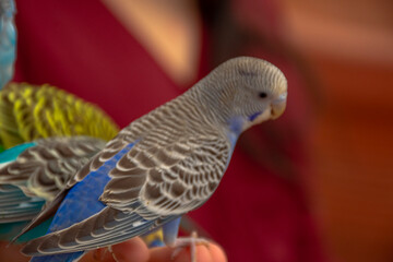 Aves de compañía 