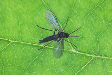Dark-winged fungus gnat, Sciaridae isolated on white background, these insects are often found inside homes.