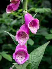 Close-up of pink common foxglove (Digitalis) flowers.  © Kati Lenart