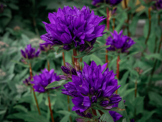 Obraz premium Close-up of purple gentiana flowers blooming in the meadow.