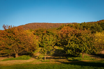Autumnal sunset landscape with Sleza Mountain, Poland. Colorful foliage on the trees. 