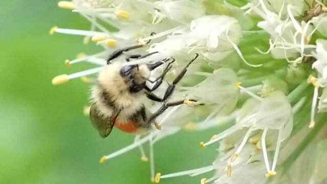 Close up with macro bees and flower