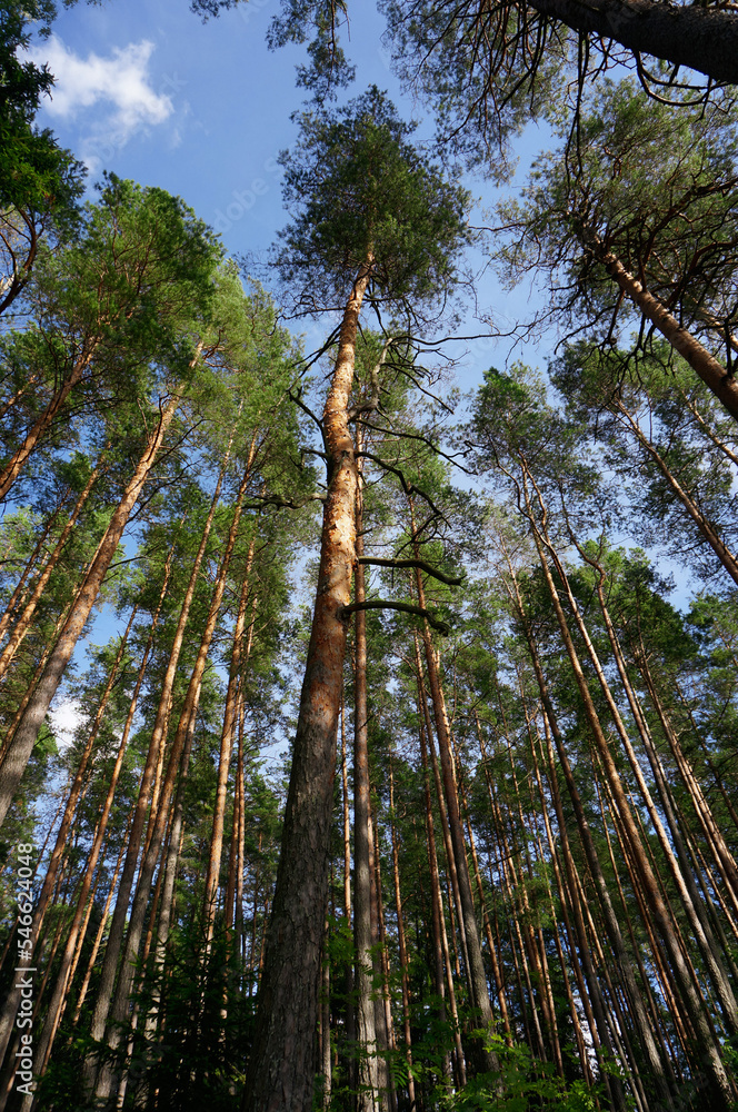 Wall mural the view of the pines from below the top