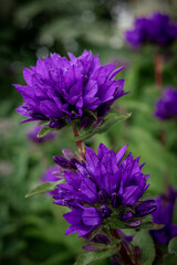 Close-up of purple gentiana flowers blooming in the meadow. 