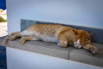 A red and white coloured cat sleeping on a stone bench under a white wall, Ayia Napa, Cyprus. 
