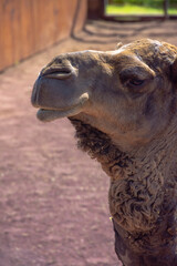 cabeza de camello 