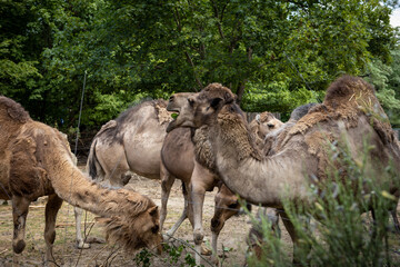 A group of camels eating fresh leaves. 