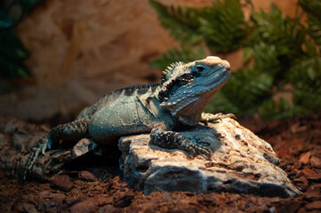 Australian water dragon lizard reptile