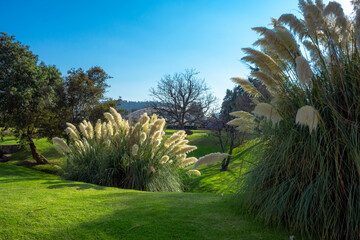 Jardin con plantas decorativas