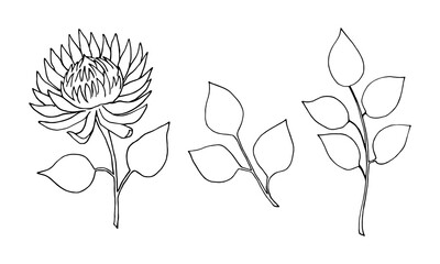 Set of flower and leaves of the protea plant, black liner drawing.