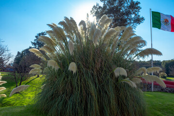 Arboles en parque con plantas