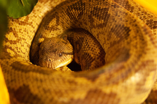 Cuban Boa Snake Close Up Photo