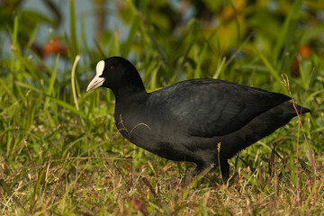 草むらで姿勢を低くするオオバン