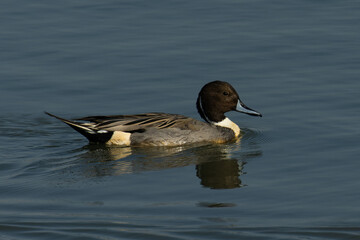 飛来した雄のオナガガモ
