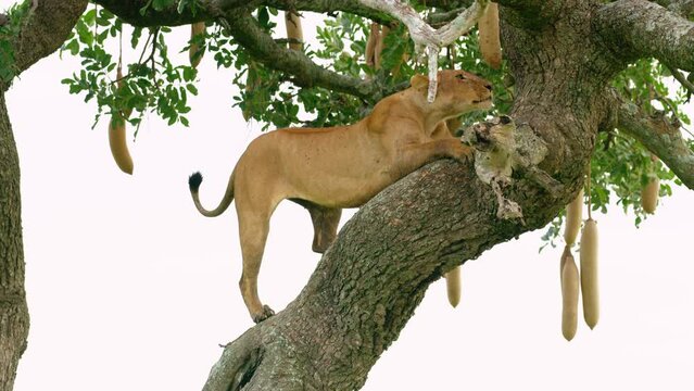 View in the African nature of a lioness climbing a big tree.