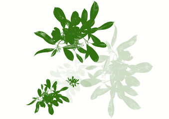 leaves isolated on white