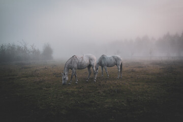Horses on the foggy, misty meadow in the autumn mornng horizontal, copy space. Konie na mglistym pastwisku, miejsce na tekst. - obrazy, fototapety, plakaty
