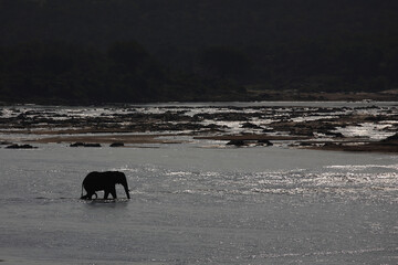 Naklejka premium Afrikanischer Elefant im Olifants River / African elephant in Olifants River / Loxodonta africana