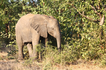 Fototapeta premium Afrikanischer Elefant / African elephant / Loxodonta africana