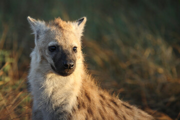 T&uuml;pfelhy&auml;ne / Spotted hyaena / Crocuta crocuta...