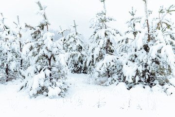 Winter forest with snow covered fir trees. Colorful outdoor scene, Happy New Year celebration concept. Beauty of nature concept background.