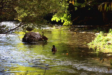 Mallard ducks in a river and colorful autumn leaves. Selective focus.