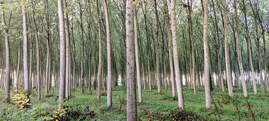 Belle forêt