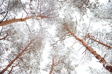 Winter forest with snow covered fir trees. Colorful outdoor scene, Happy New Year celebration concept. Beauty of nature concept background.