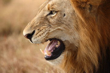 Afrikanischer Löwe / African lion / Panthera leo...