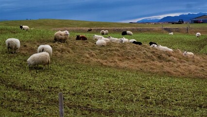 Obraz premium Ovejas Islandesas