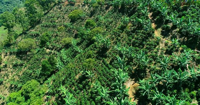 Drone shot of a very inclined mountain planted with coffee trees.