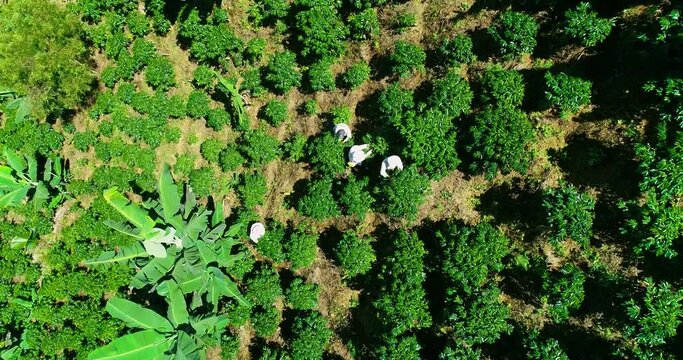 Close aerial view of farmers working on a wide Colombian coffee farm.