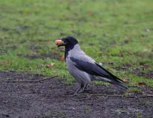 A crow with a piece of food in its open beak