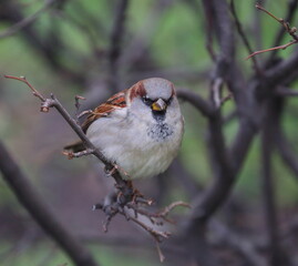 A sparrow is sitting on a wet branch of a bush