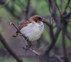 A sparrow is sitting on a wet branch of a bush