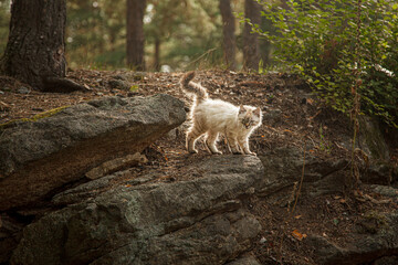 beautiful look of a cat in nature