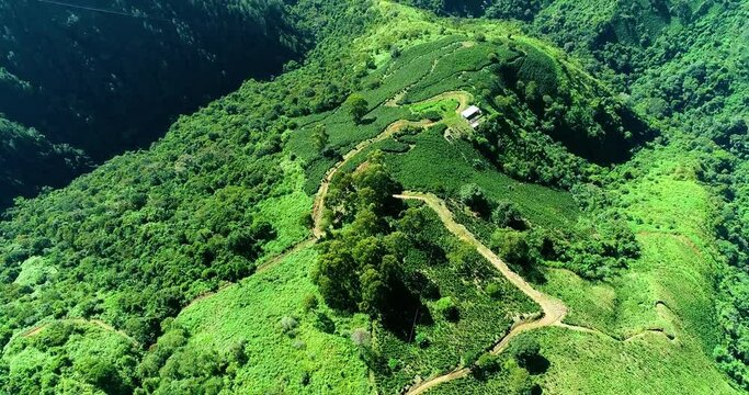 Wide verdant mountains covered with long trees and grasslands.