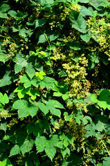 Golden Hop vine (humulus lupulus aureus) .